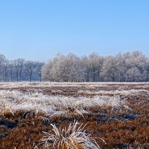 Noordsche Veld (Drenthe)